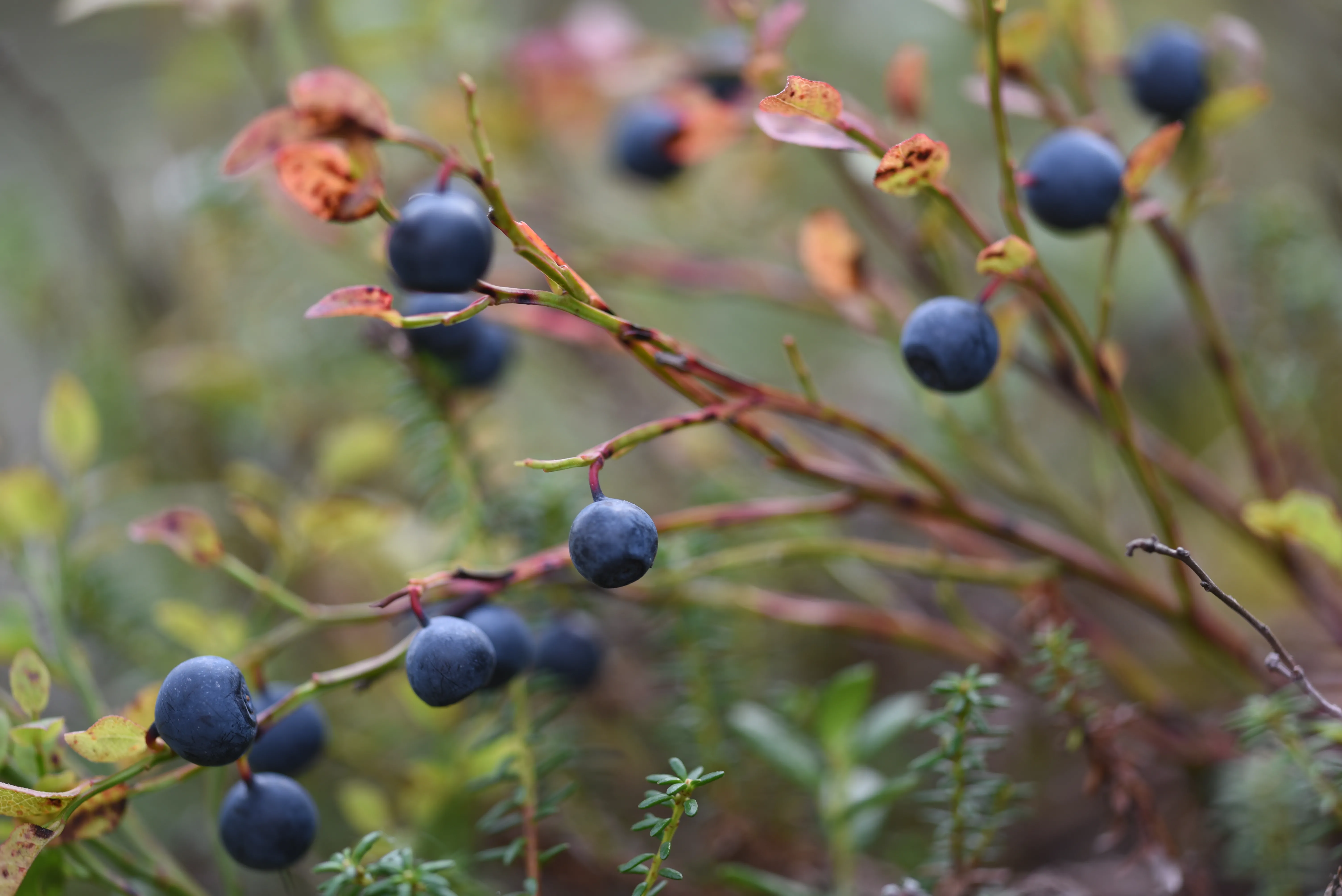 Eingelegte Heidelbeeren in Sirup