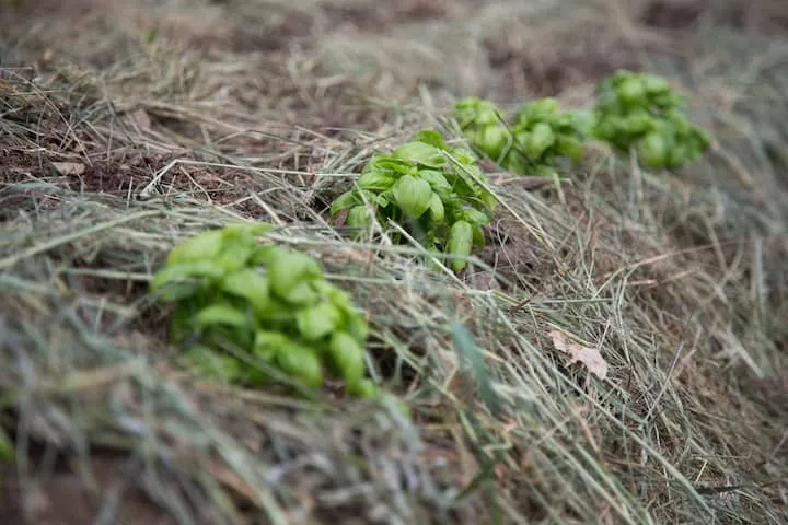 Honigseife mit Lavendel Bio