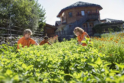 Olio essenziale Menta piperita Bio