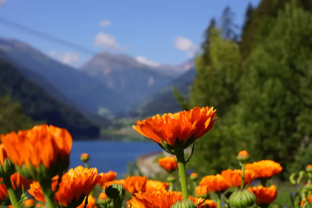 Honigseife mit Ringelblume Bio