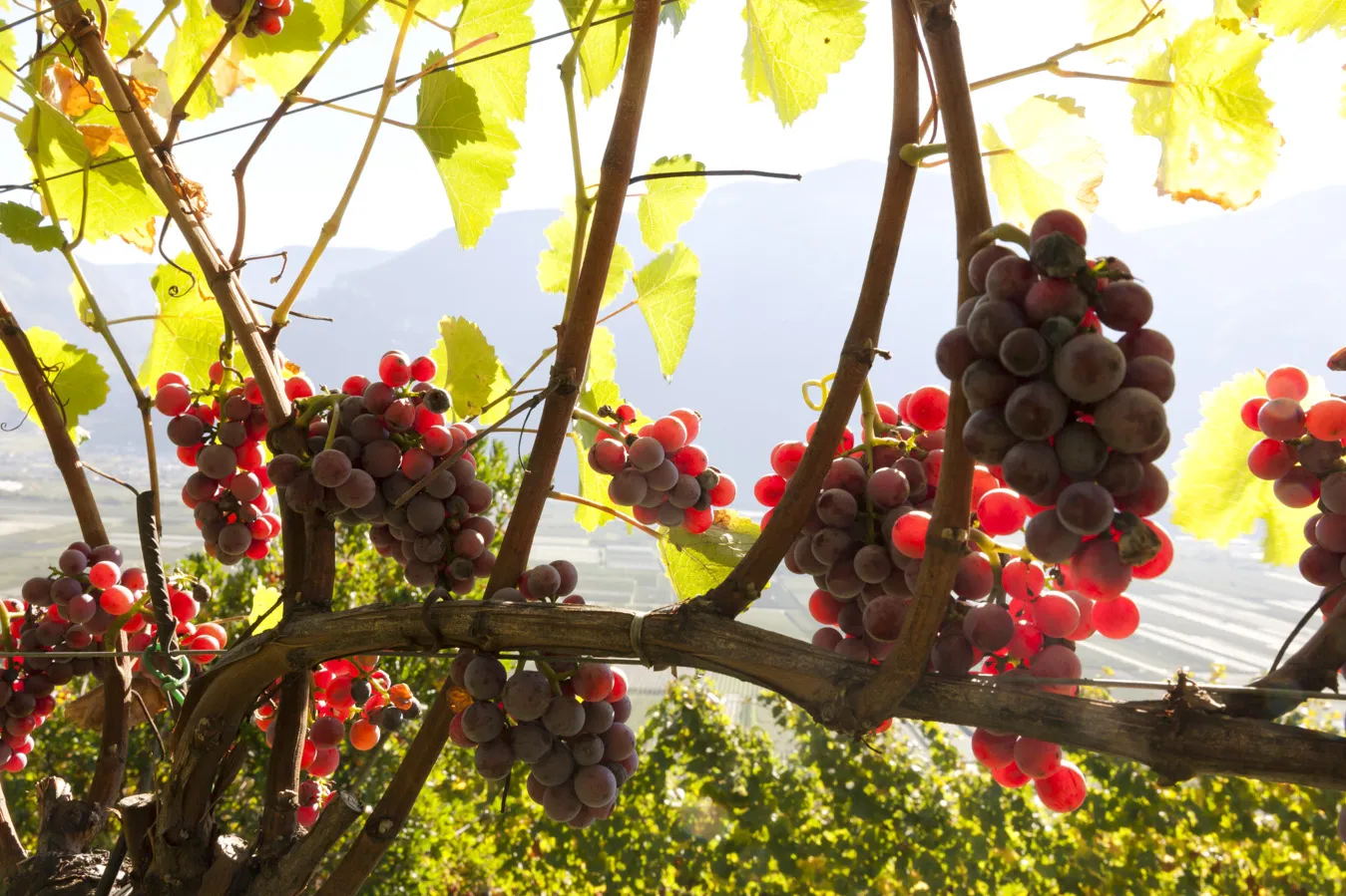 Aceto di vino rosso