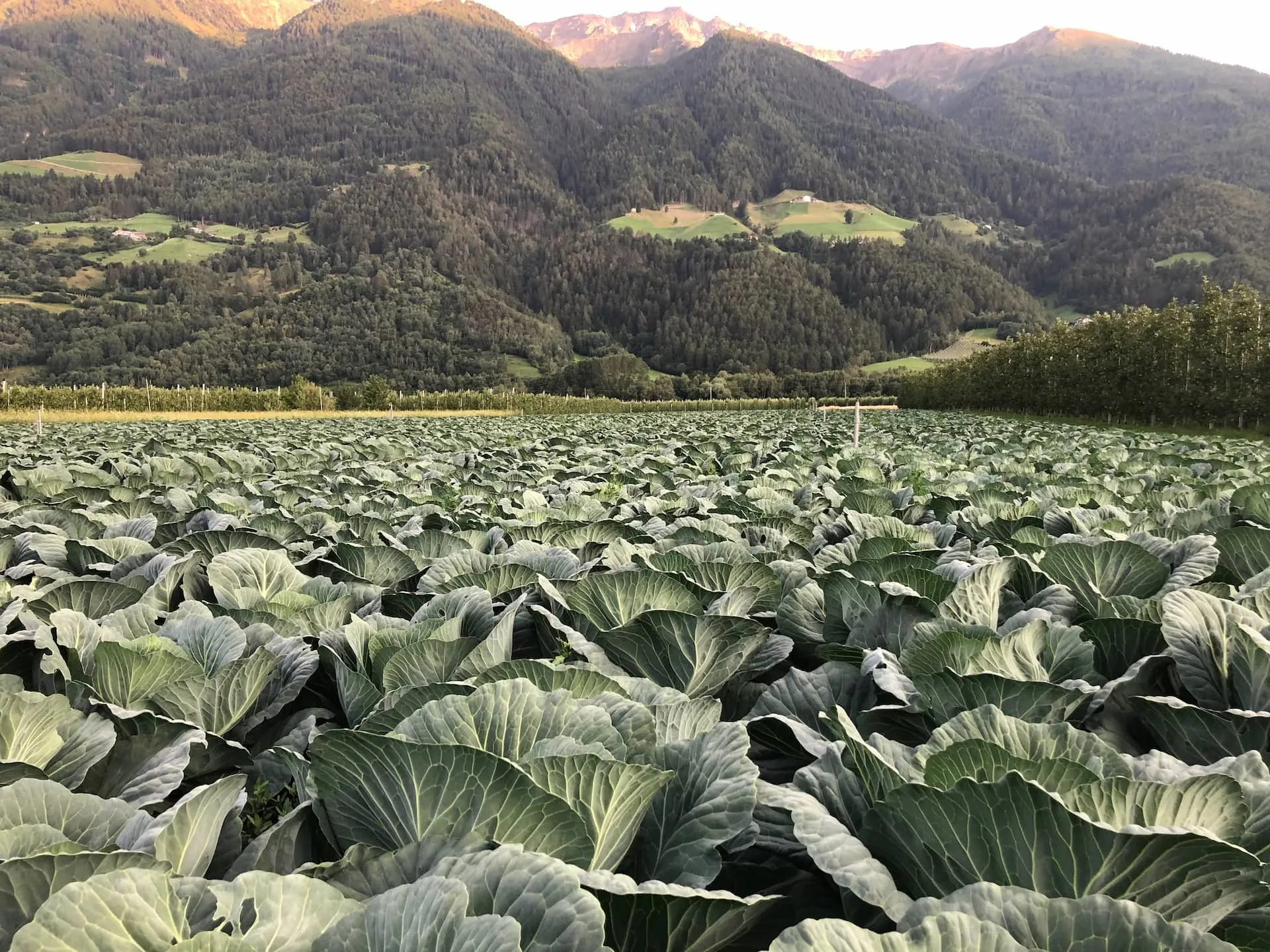 Vinschger Sauerkraut gekocht und gewürzt