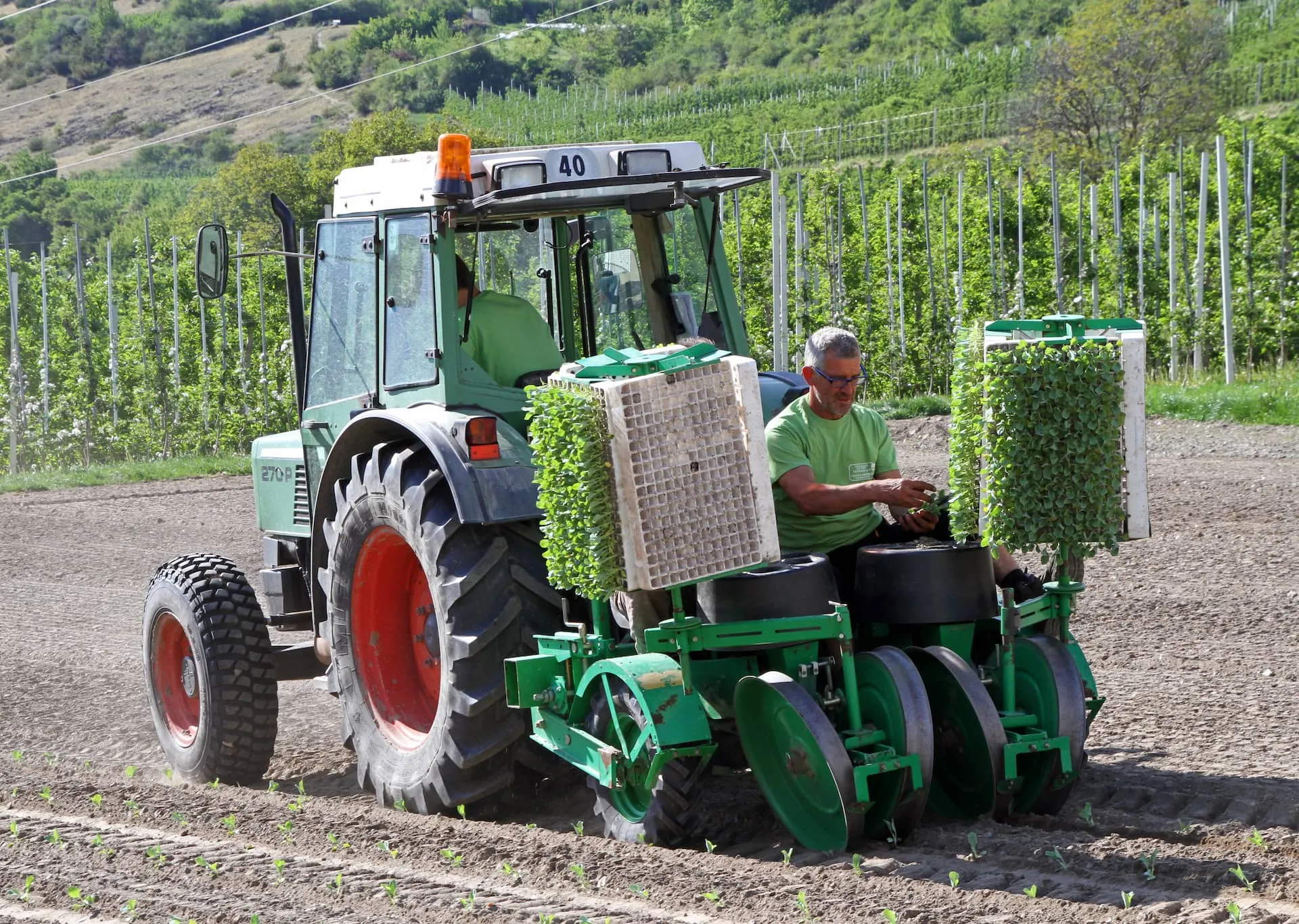 Cetrioli sottaceto dell'Alto Adige